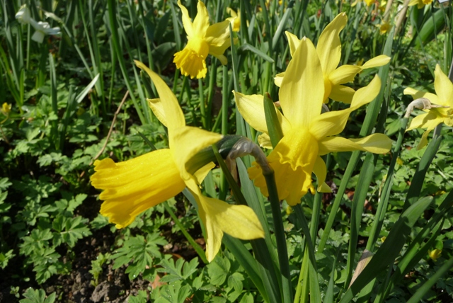 narcissus cyclamineus narcissus cyclamineus hybride narcissus 